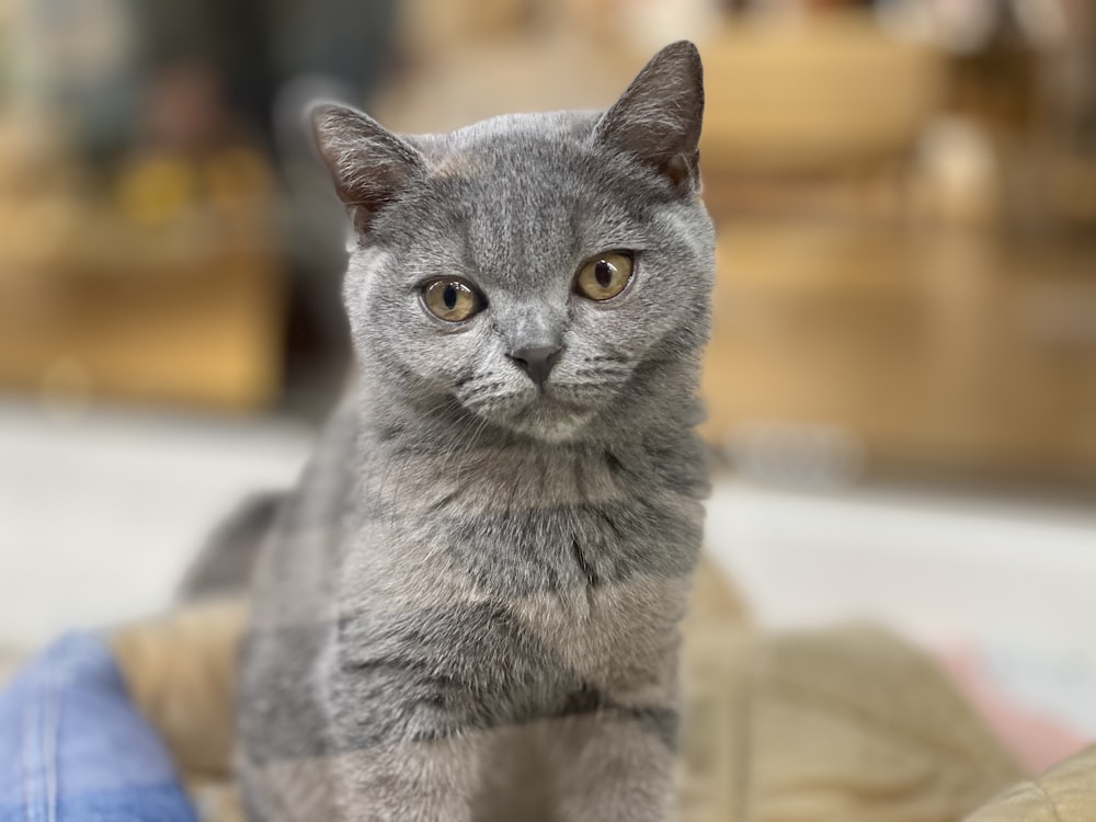 russian blue cat on white textile