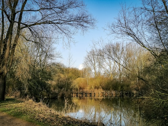 bare trees near lake under blue sky during daytime in Ridderkerk Netherlands