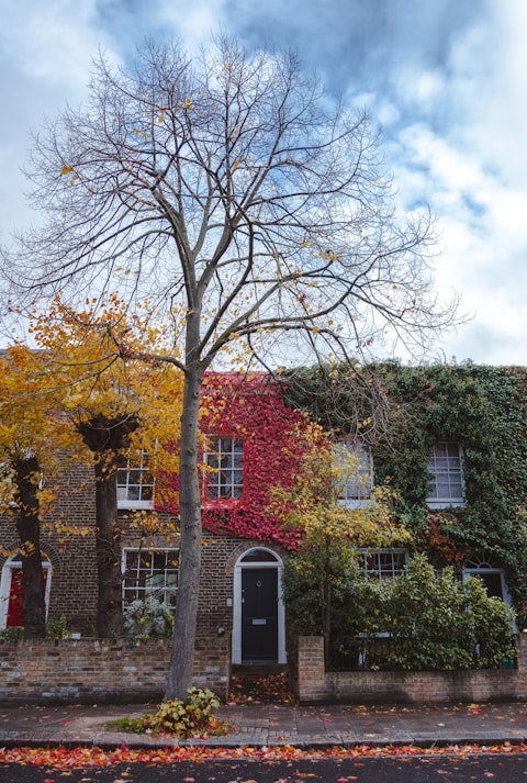 brown and red trees beside brown and white concrete building during daytime