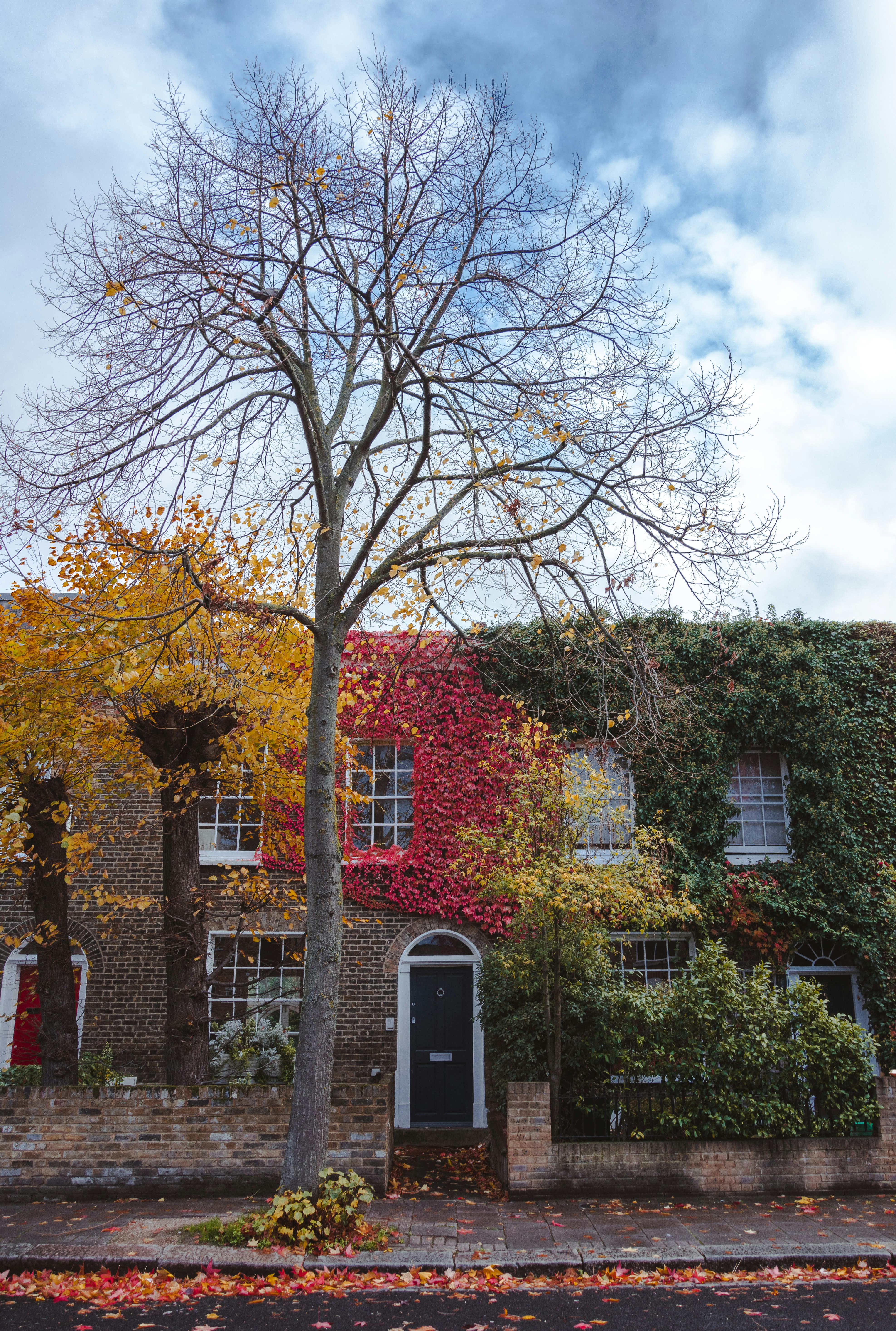 brown and red trees beside brown and white concrete building during daytime