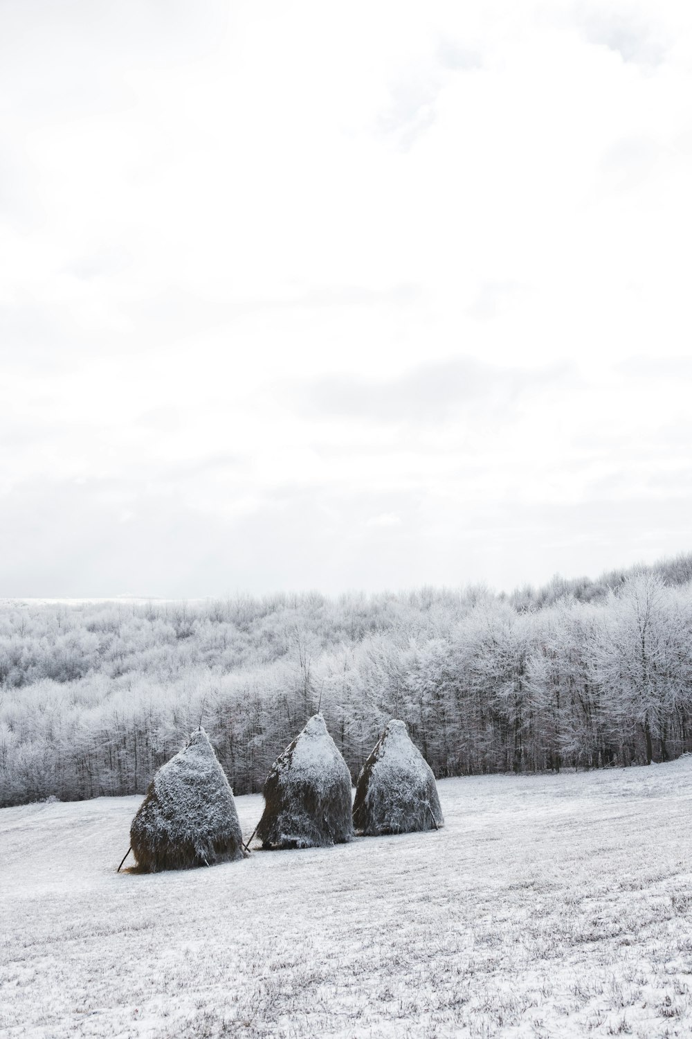 snow covered trees and mountain during daytime