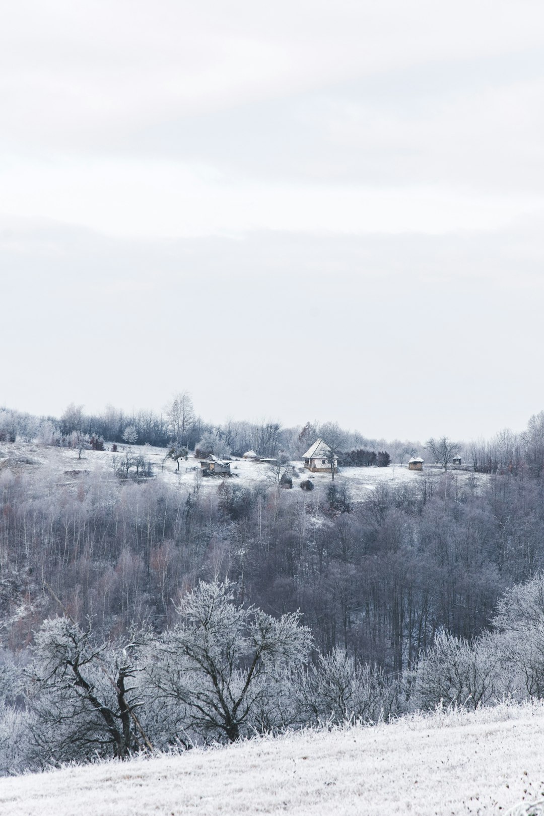 snow covered trees and houses during daytime