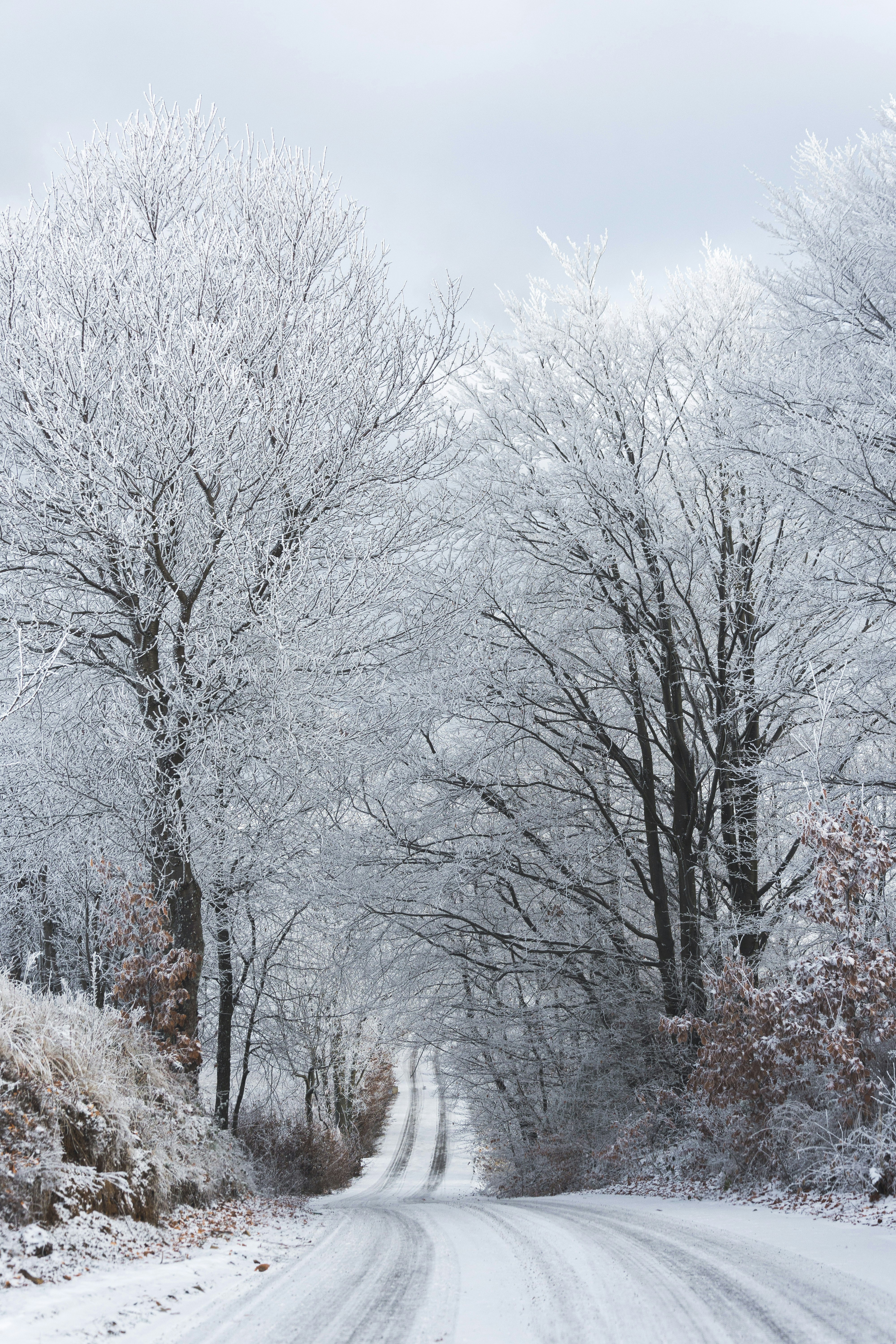 Une forêt enneigée... le paysage parfait à découvrir en colo hiver pas cher.