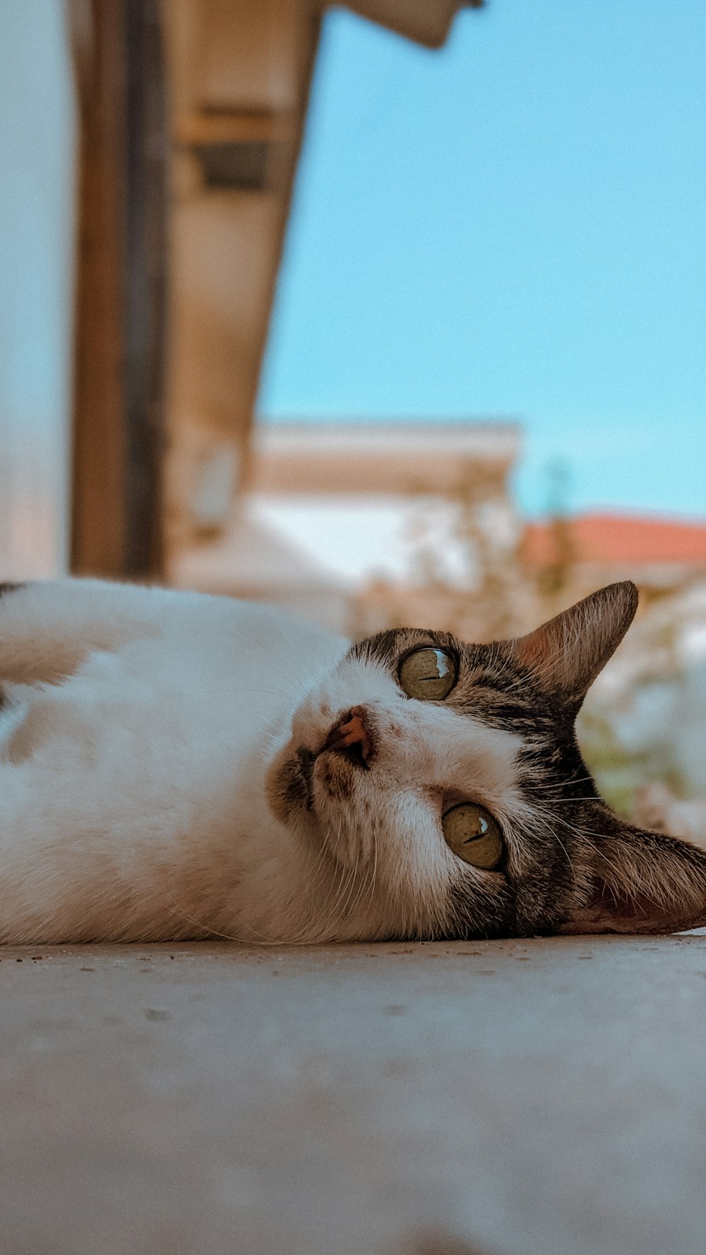 white and brown cat lying on floor