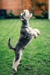 black and white miniature schnauzer running on green grass field during daytime