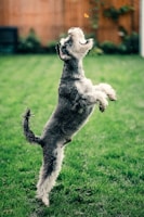 black and white miniature schnauzer running on green grass field during daytime
