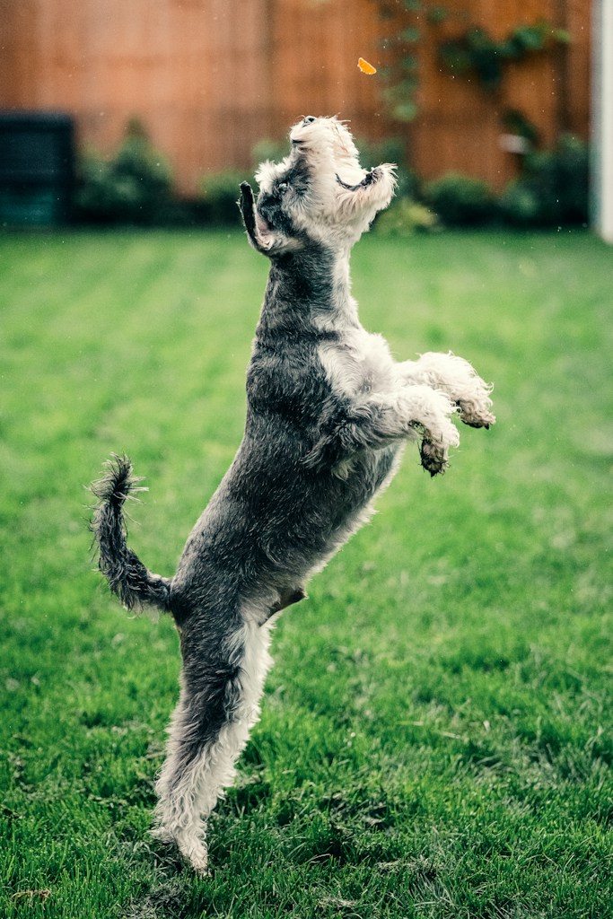 Bright Fetch Ball