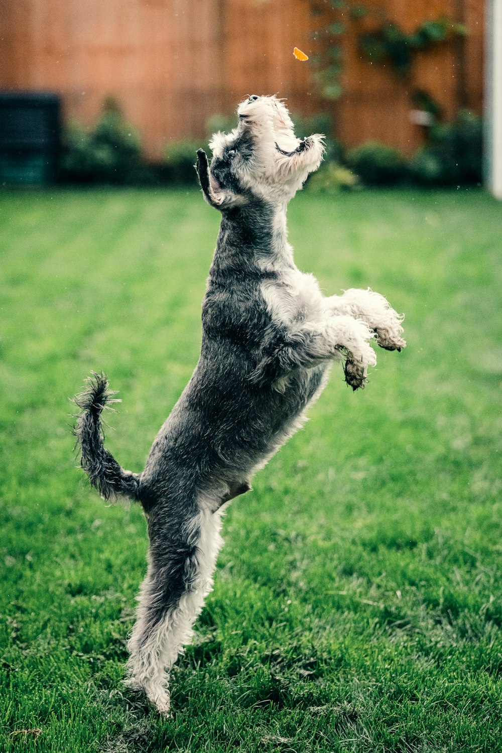 black and white miniature schnauzer running on green grass field during daytime