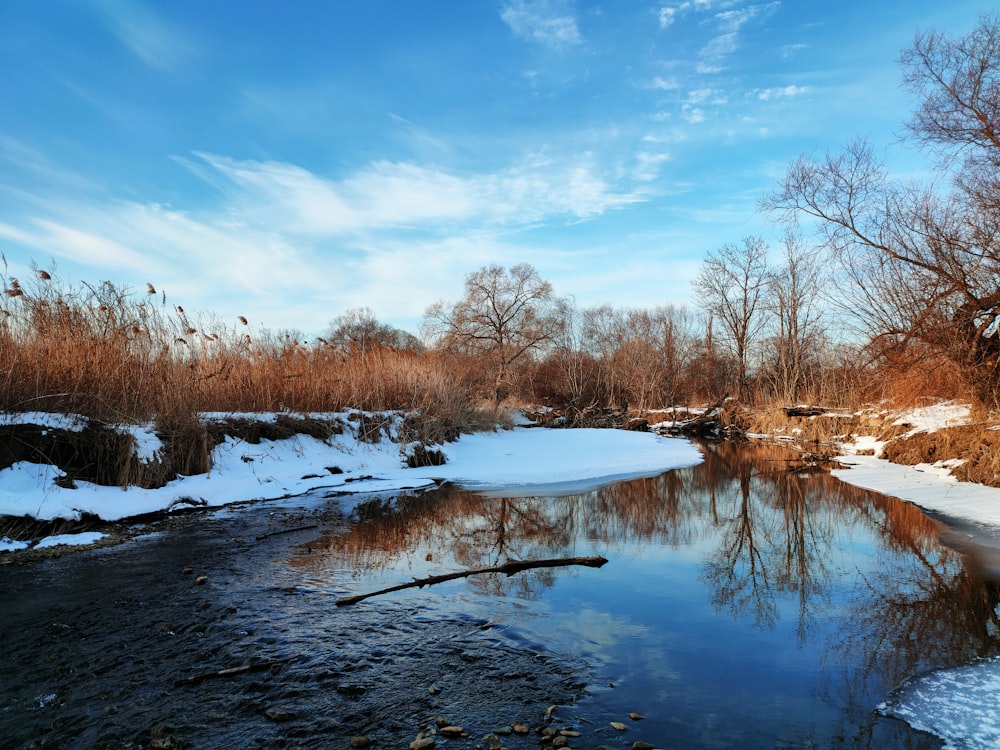 árboles marrones junto al río bajo el cielo azul durante el día