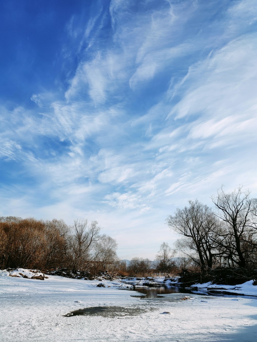 昼間は青と白の曇り空の下、雪に覆われた地面に裸の木
