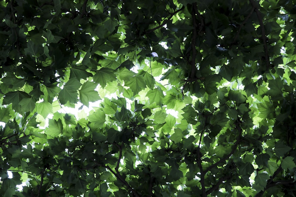 hojas verdes en la rama de un árbol