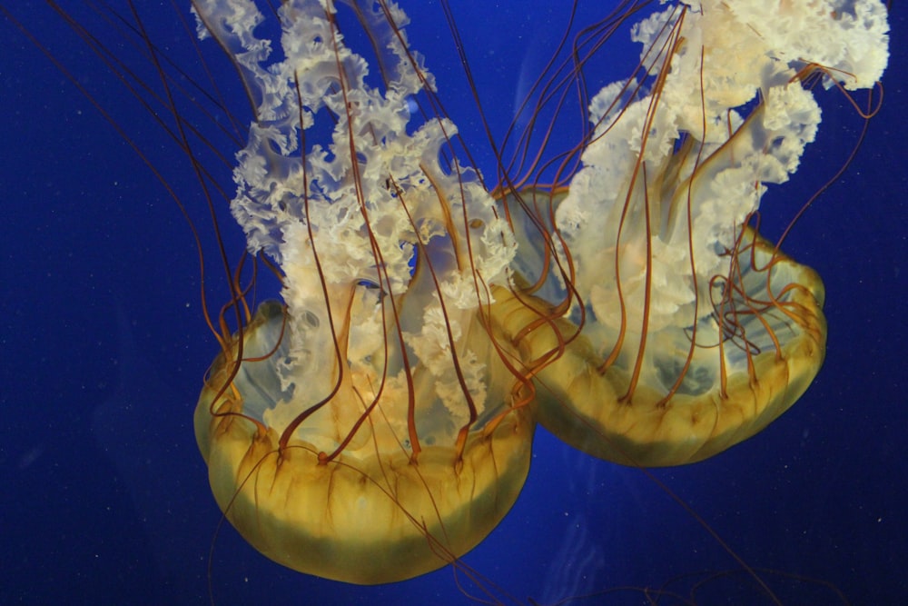brown and white jellyfish in water