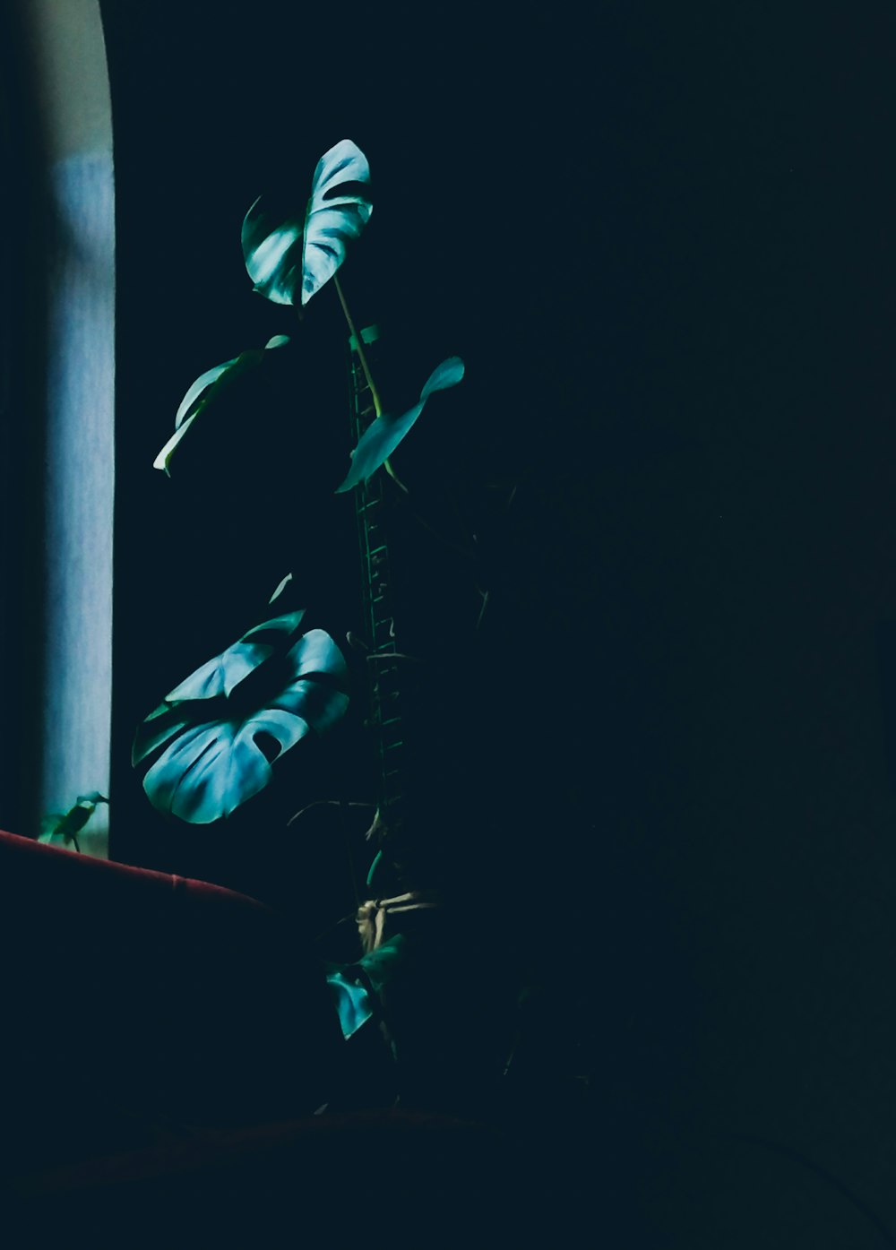 green plant on brown wooden table