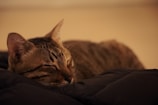 A gentle tabby cat with bright eyes resting peacefully on a soft blanket.