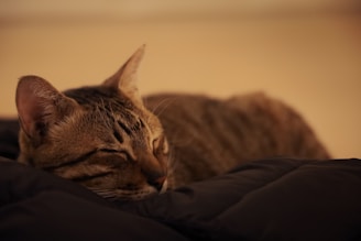 A gentle tabby cat resting peacefully in a cozy shelter nook.