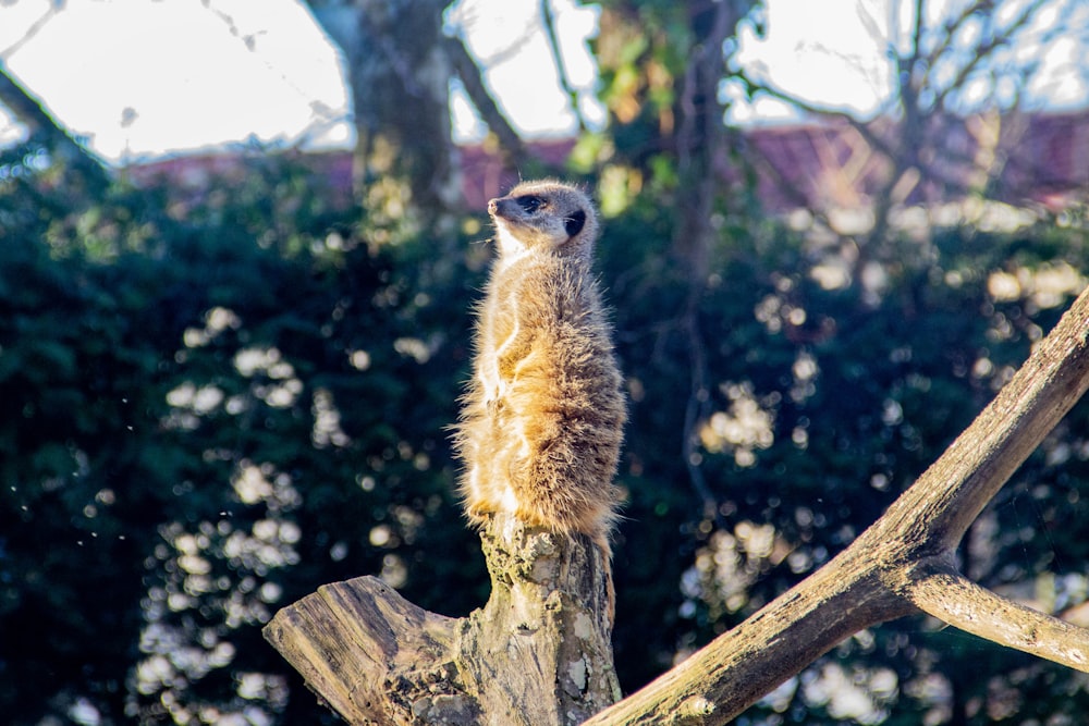 brown and white meerkat on brown tree branch during daytime