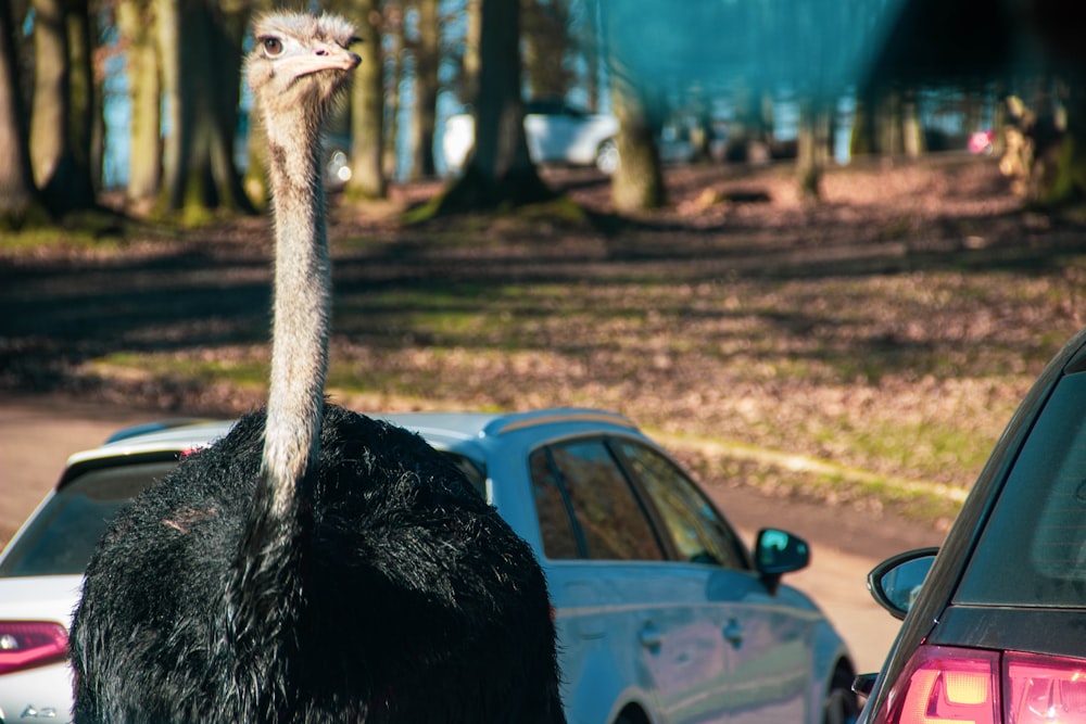 ostrich near blue car during daytime