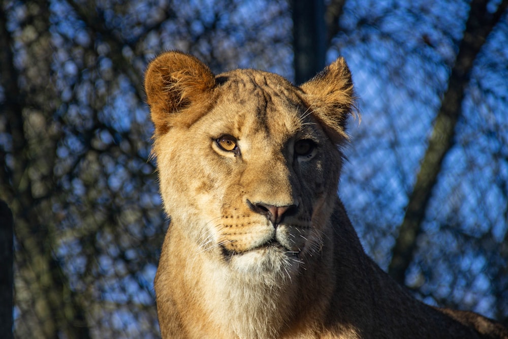 brown lioness in cage during daytime