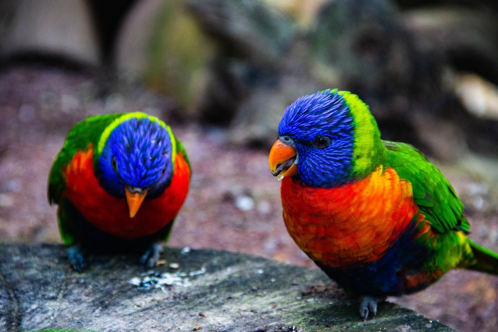 blue orange green and purple birds