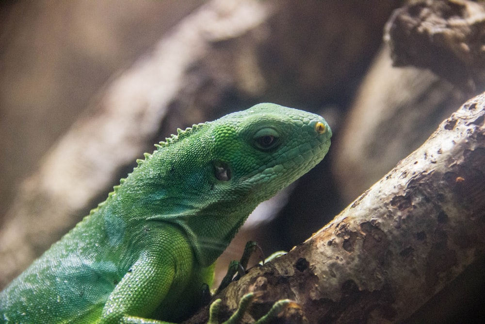 green lizard on brown tree branch