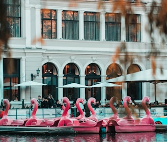 a group of pink flamingos floating on top of a body of water