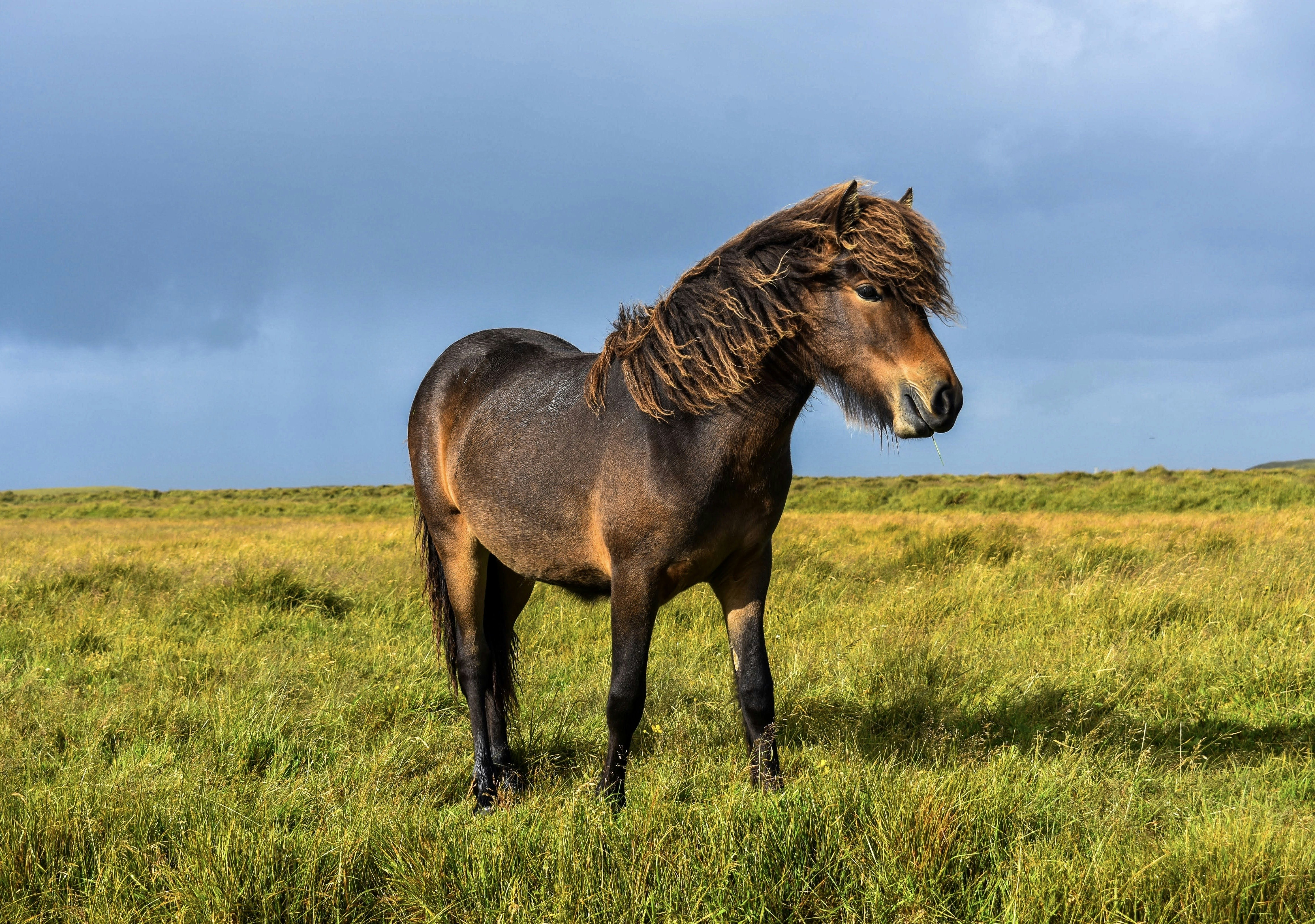 A brown horse with a flowing mane stands in a grassy field under a cloudy sky.