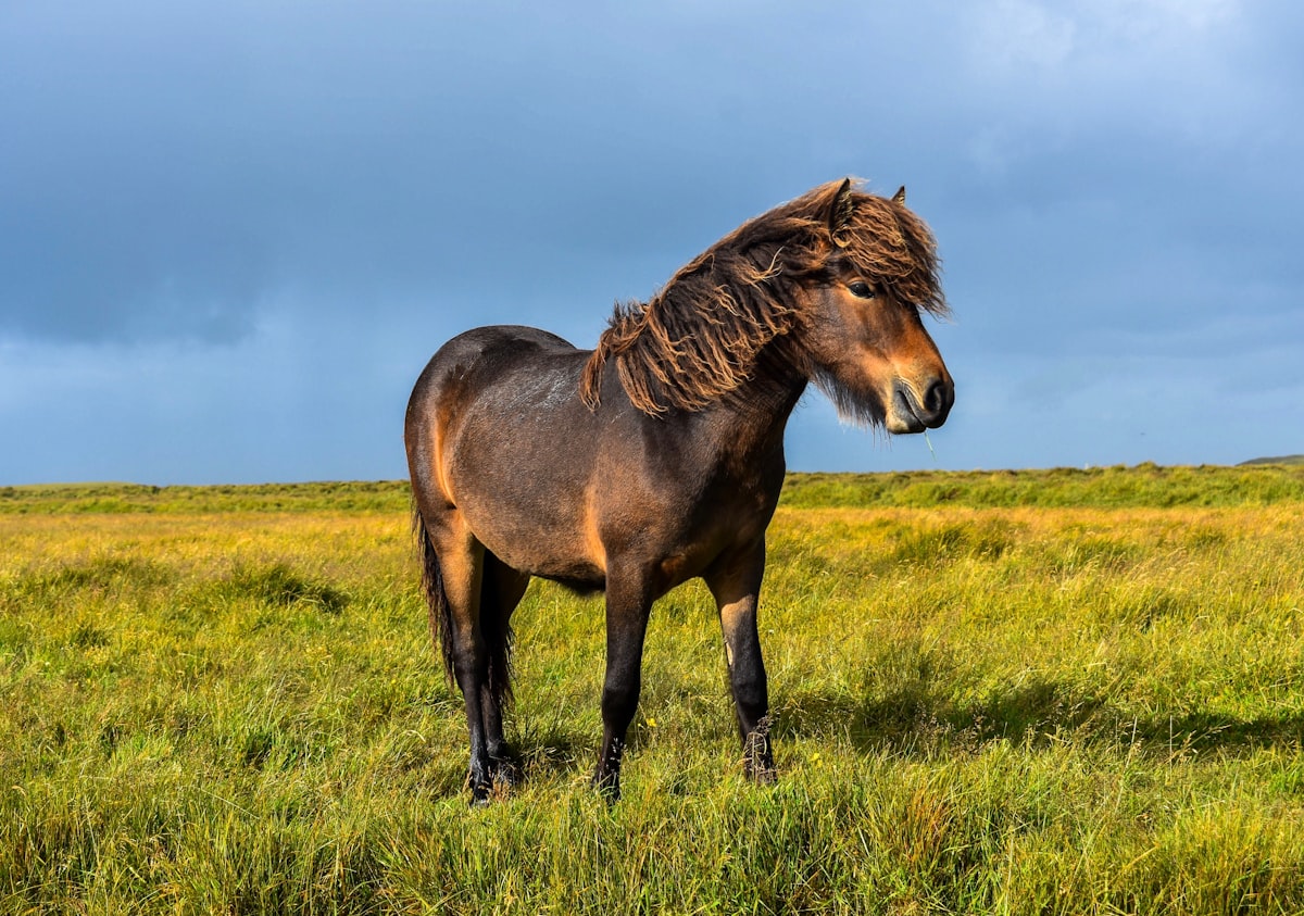 Mi Pequeño Pony