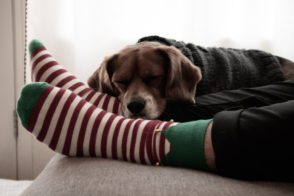 a brown dog laying on top of a person's leg