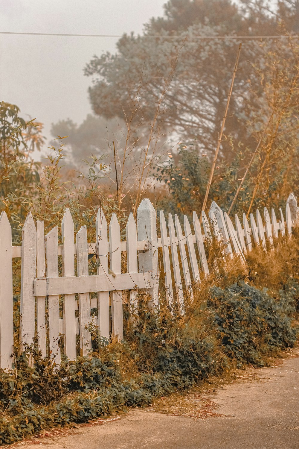 white wooden fence near brown trees during daytime