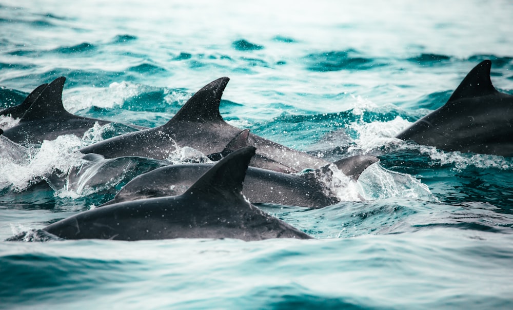 a group of dolphins swimming in the ocean