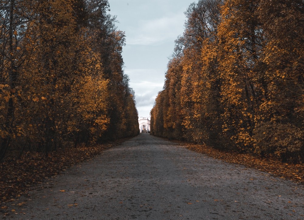 a dirt road surrounded by trees with yellow leaves