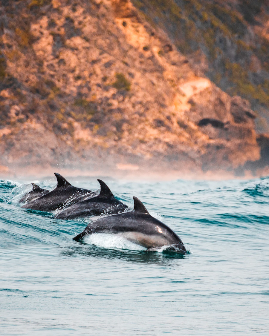 A group of dolphins swimming together just below the ocean surface