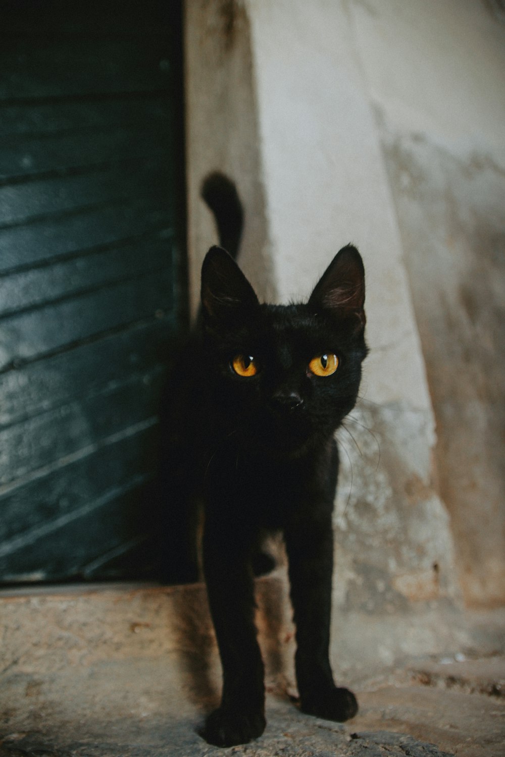 a black cat with yellow eyes standing in front of a door