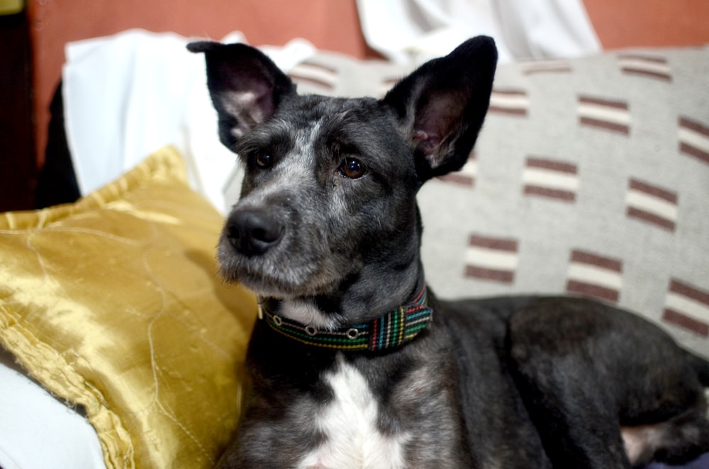 a black and white dog laying on a couch