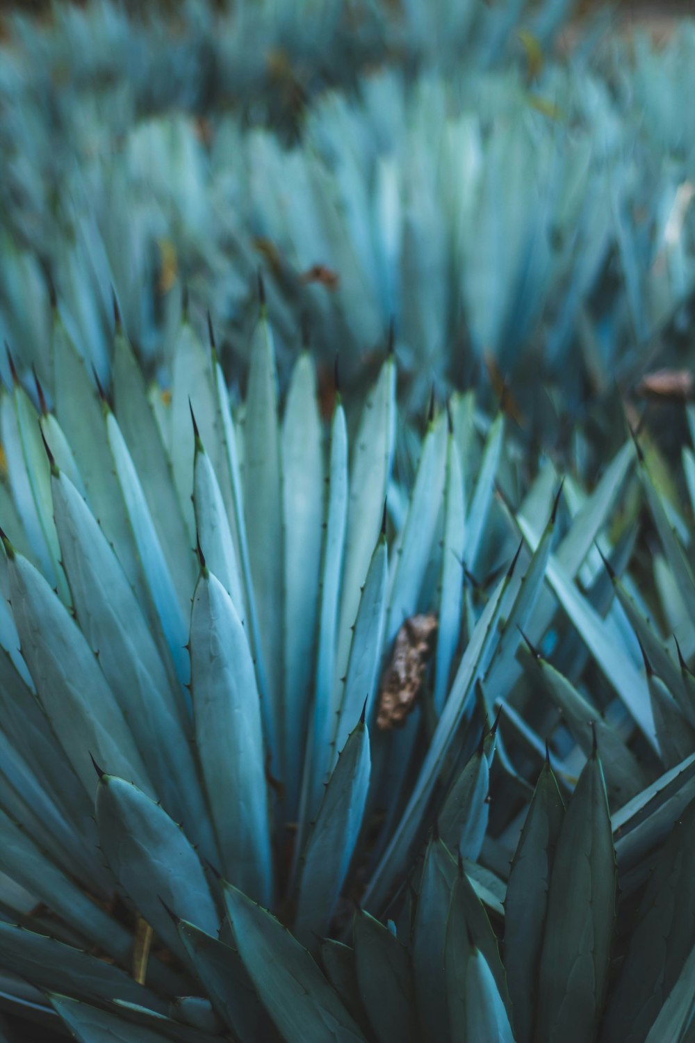 a close up of a plant with blue leaves