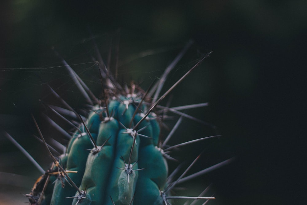 a close up of a green cactus with spikes