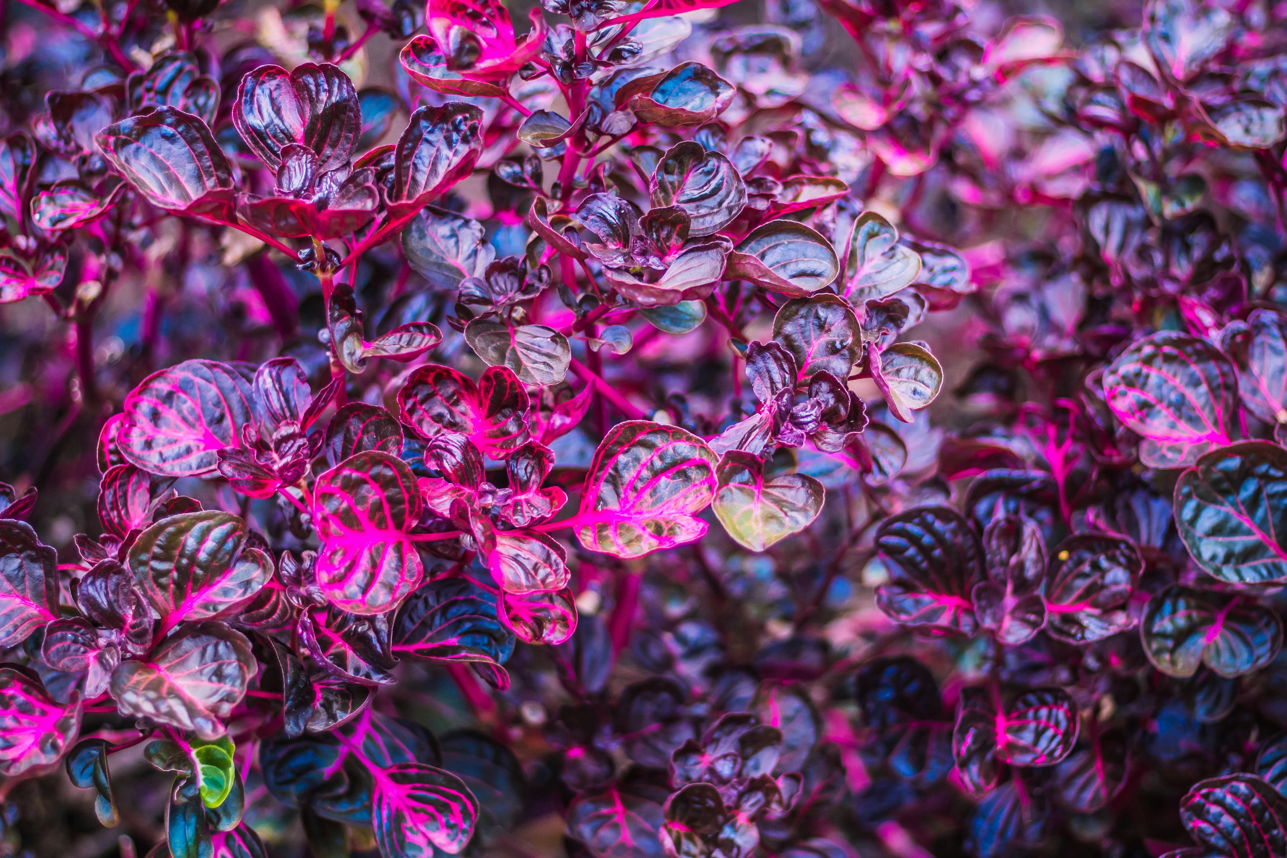 a close up of a bunch of purple flowers