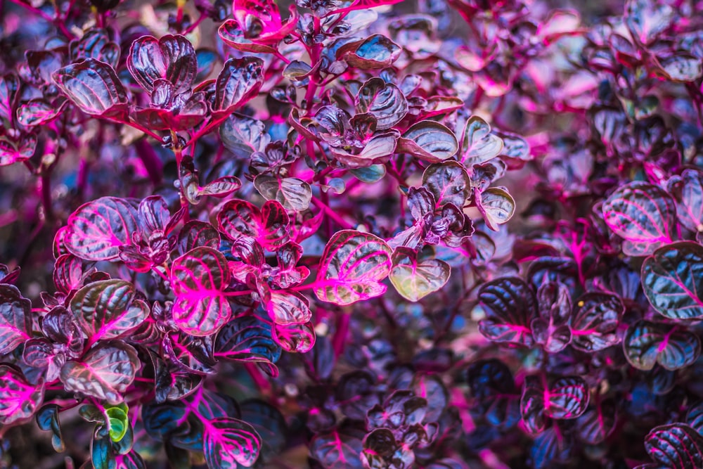 a close up of a bunch of purple flowers