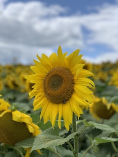 A beautiful sunflower standing tall in a field.