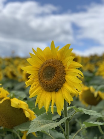 A beautiful sunflower standing tall in a field.