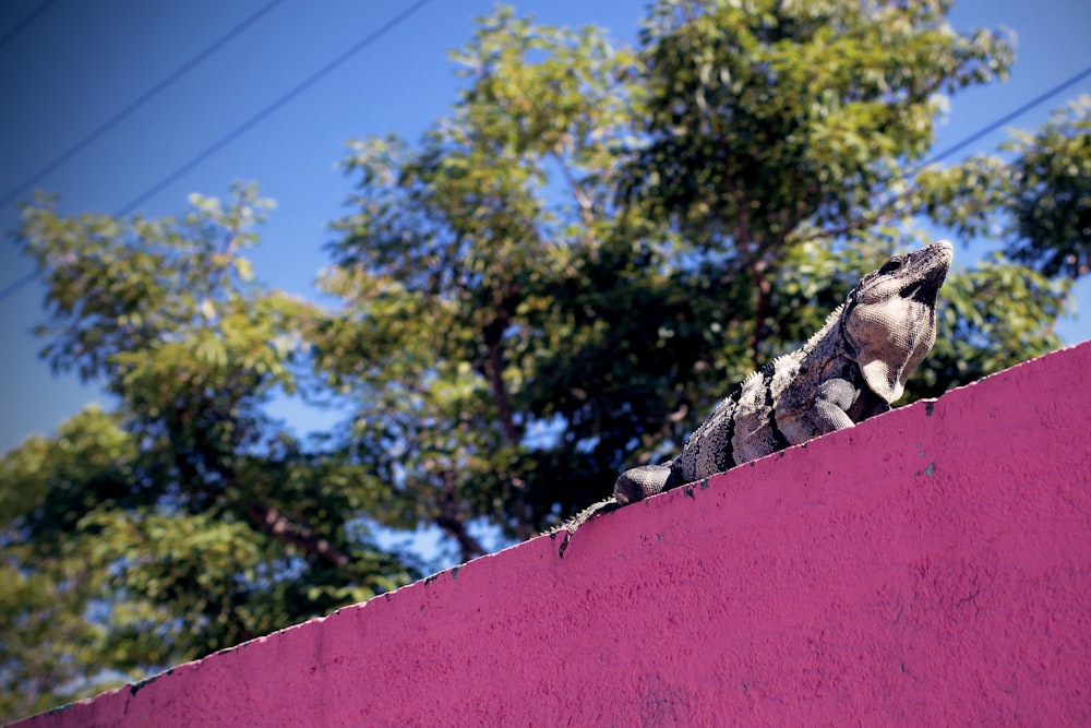 a large lizard sitting on top of a pink wall