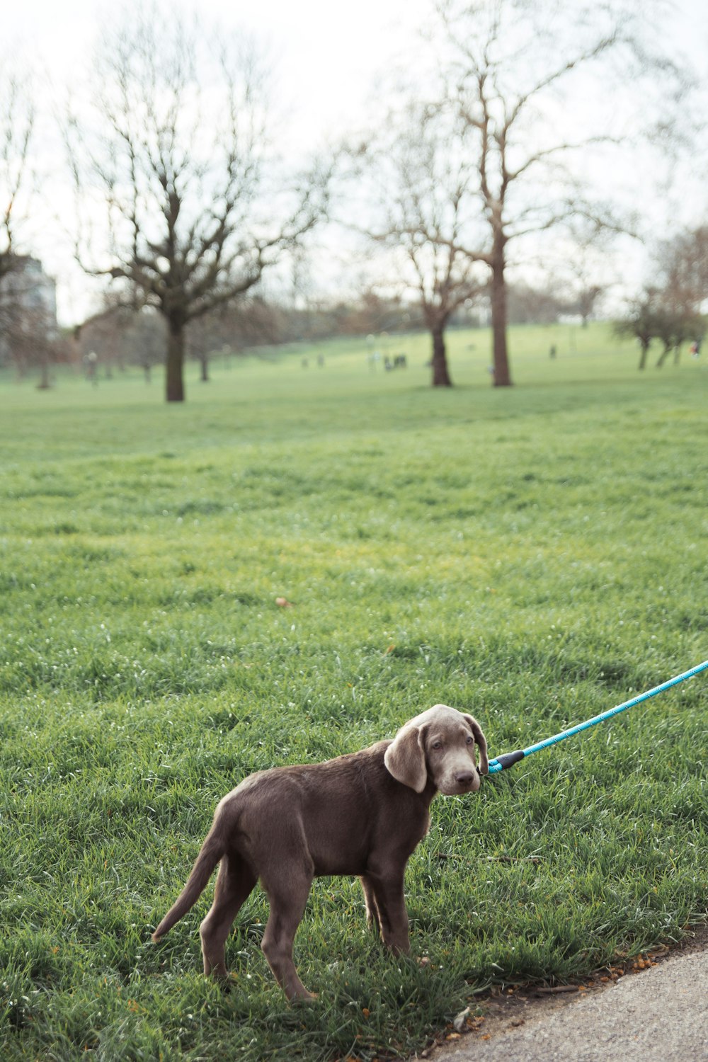 a woman walking a dog on a leash in a park