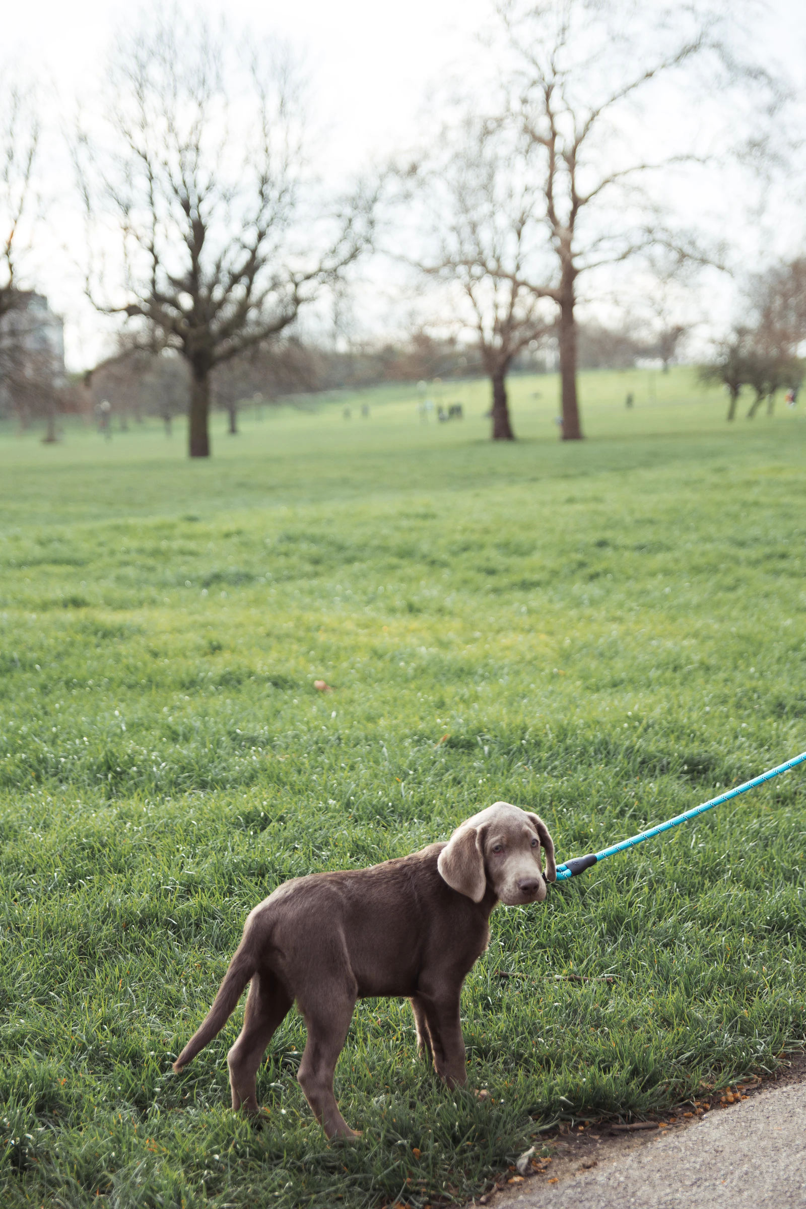 Un chiot en laisse dans un parc, lors d’une promenade