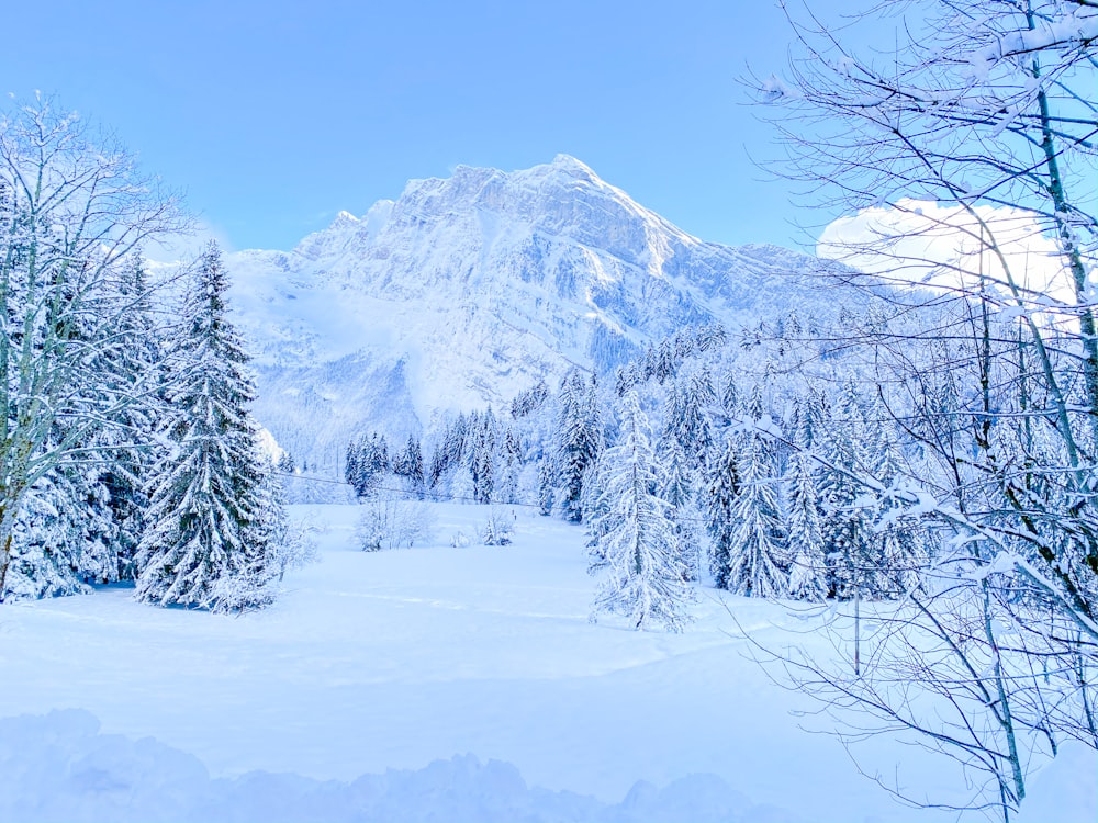 a snowy landscape with trees and mountains in the background