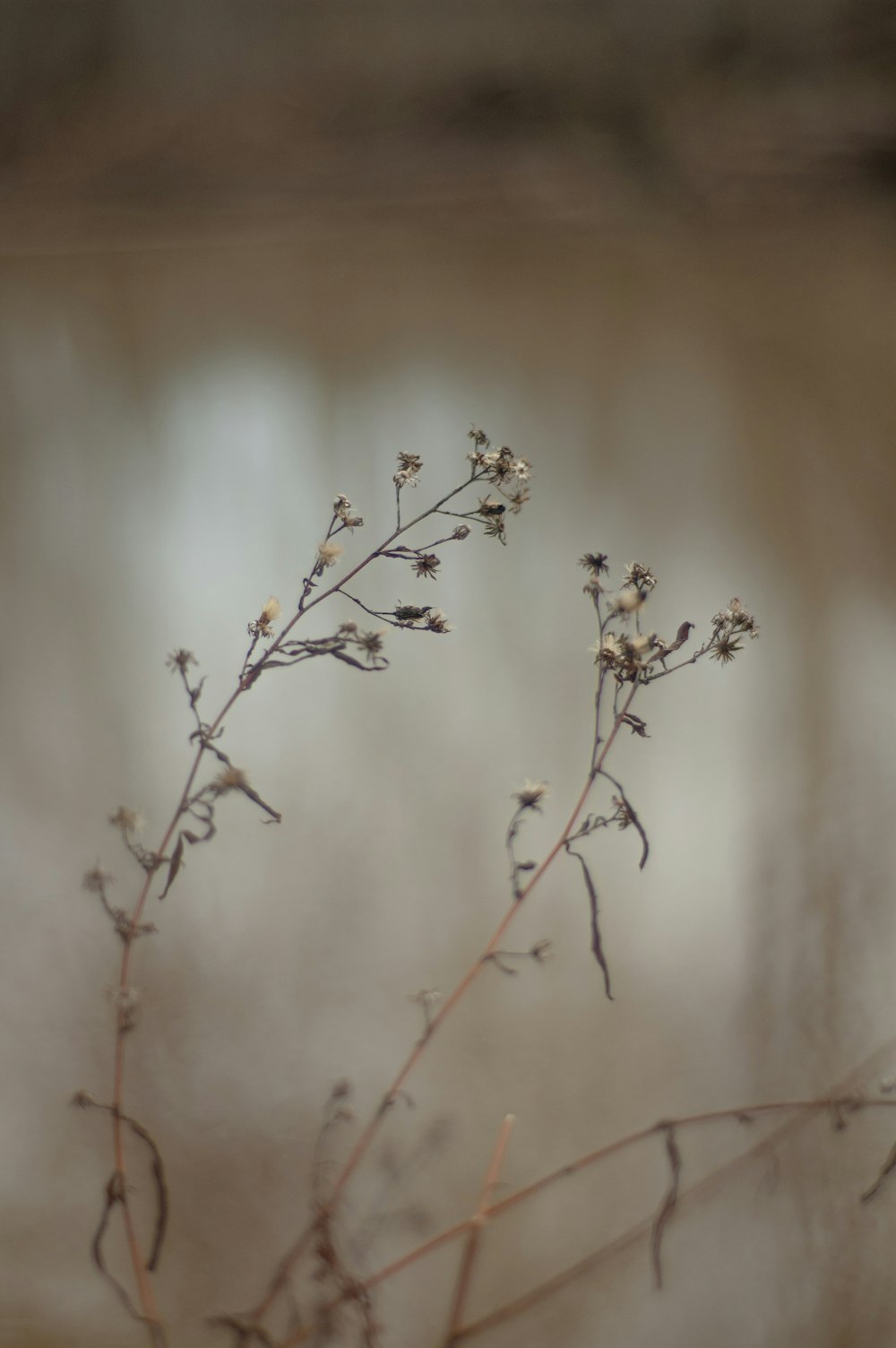 a close up of a plant with small white flowers