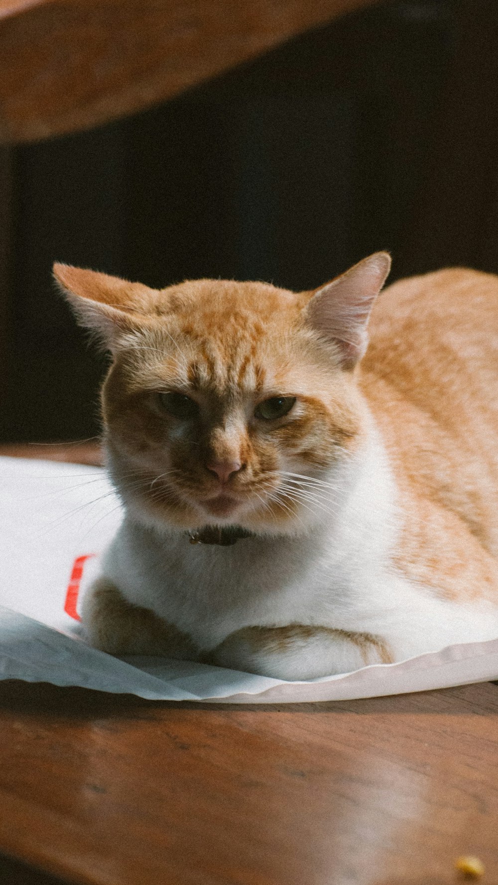 an orange and white cat sitting on top of a table
