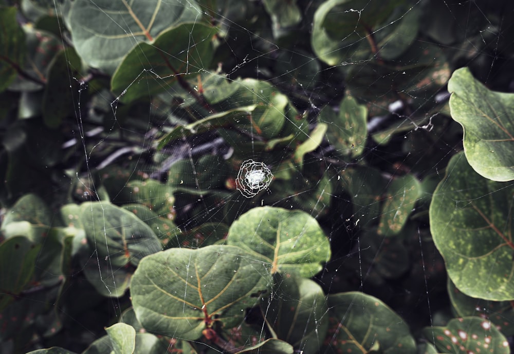 a spider web on top of a leafy plant