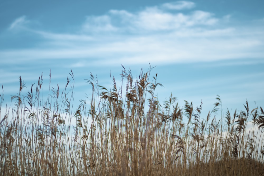 Ein Feld aus hohem Gras mit einem blauen Himmel im Hintergrund