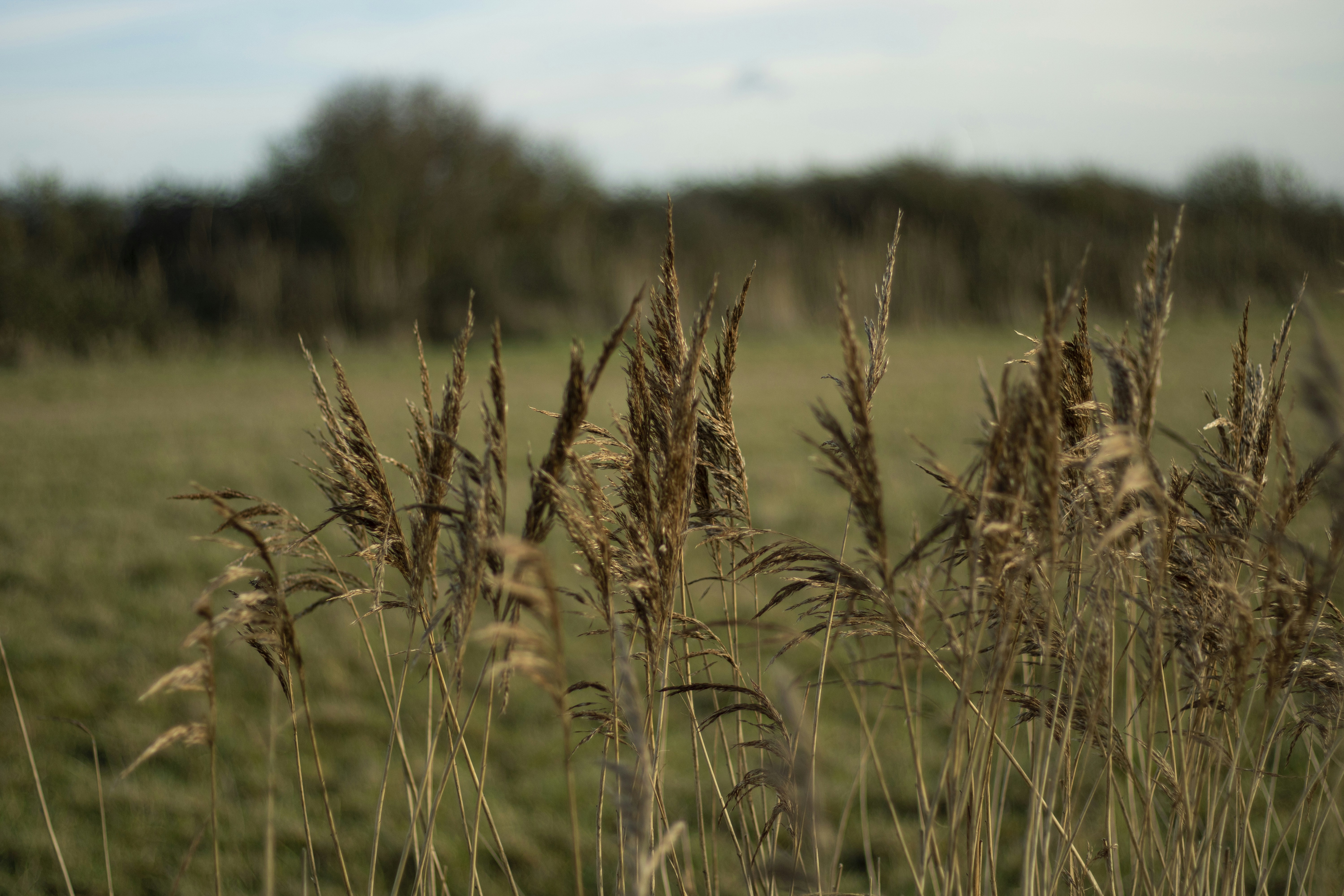 a field of tall grass with trees in the background