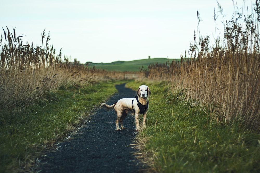 un chien debout dans l’herbe